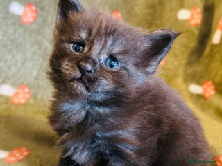 Maine Coon cats Halloween babies 🎃🐈⬛ - Advert 1