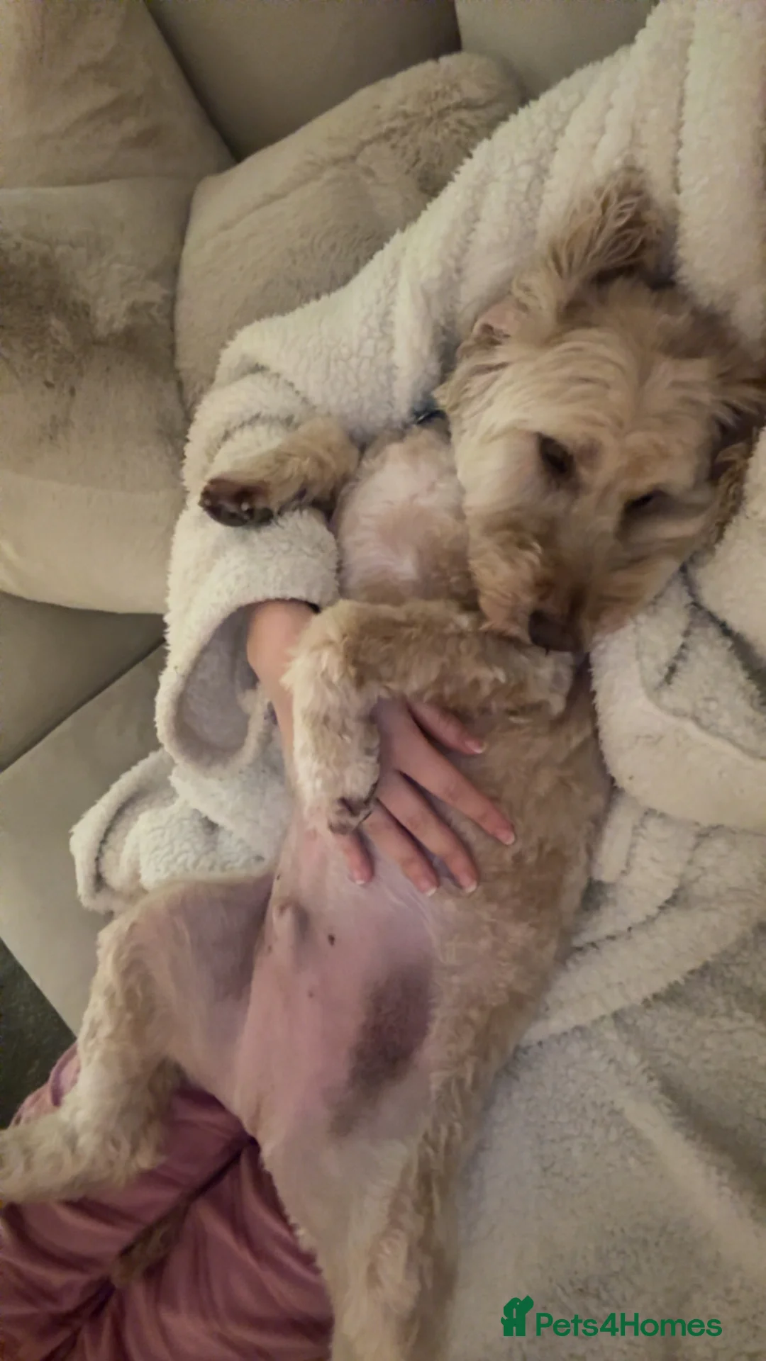Cockapoo dogs for sale: 6 year old cockapoo  - Advert 2
