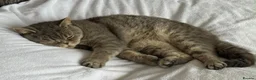British Shorthair cats for sale: 🐾 British Shorthair Spotted Tabby – Kiki  - Advert 2