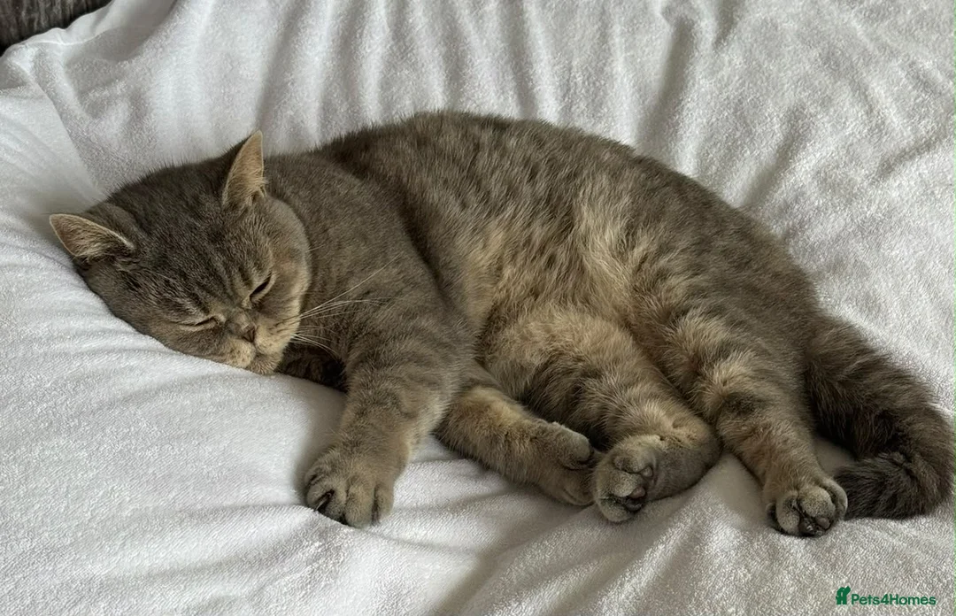 British Shorthair cats for sale: 🐾 British Shorthair Spotted Tabby – Kiki  - Advert 2