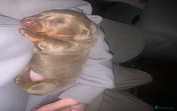 Dachshund dogs for sale: Dachshund - Image 7