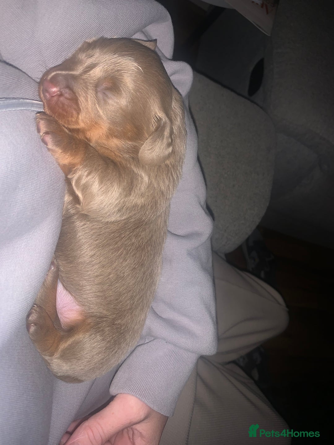 Dachshund dogs for sale: Dachshund - Image 7