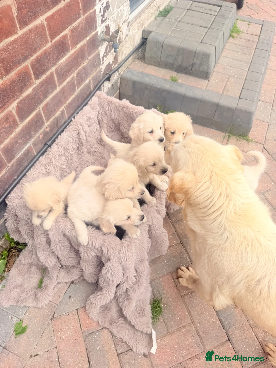 Golden Retriever dogs for sale: 🐾 Gorgeous Golden Retriever Puppies Ready Now 🐾 - Advert 7