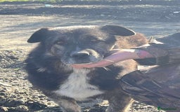 Mixed Breed dogs for adoption: Lawrence - Norwich Norfolk  - Advert 3