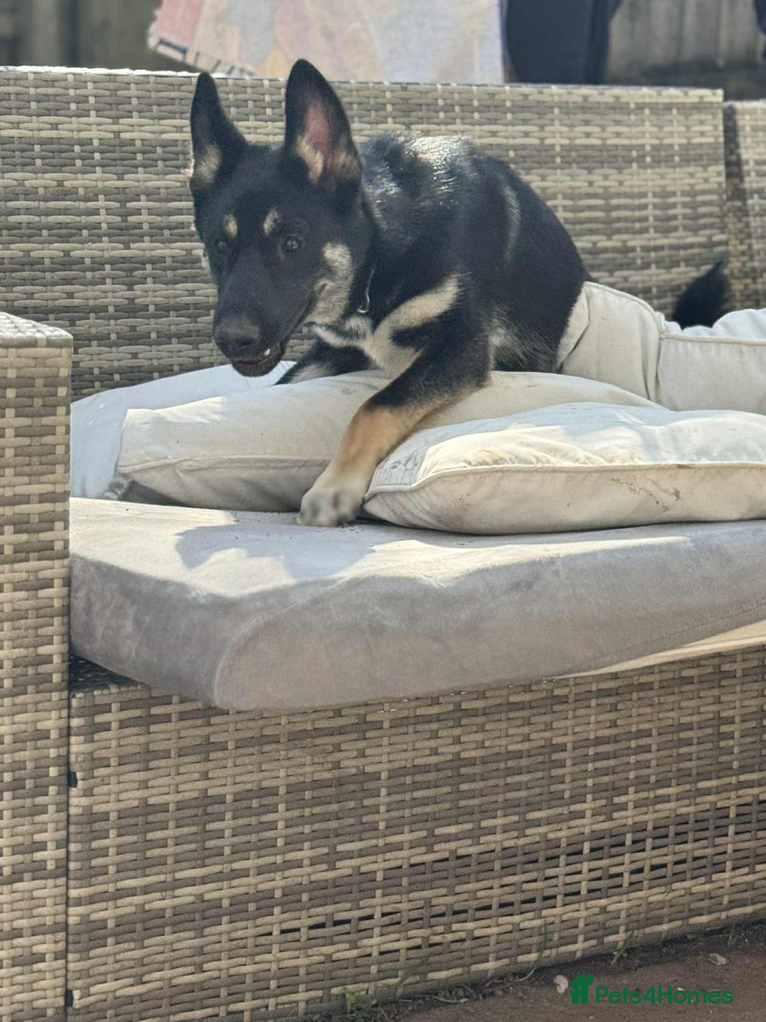 Shepsky dogs for sale: German shepherd x husky - Advert 5