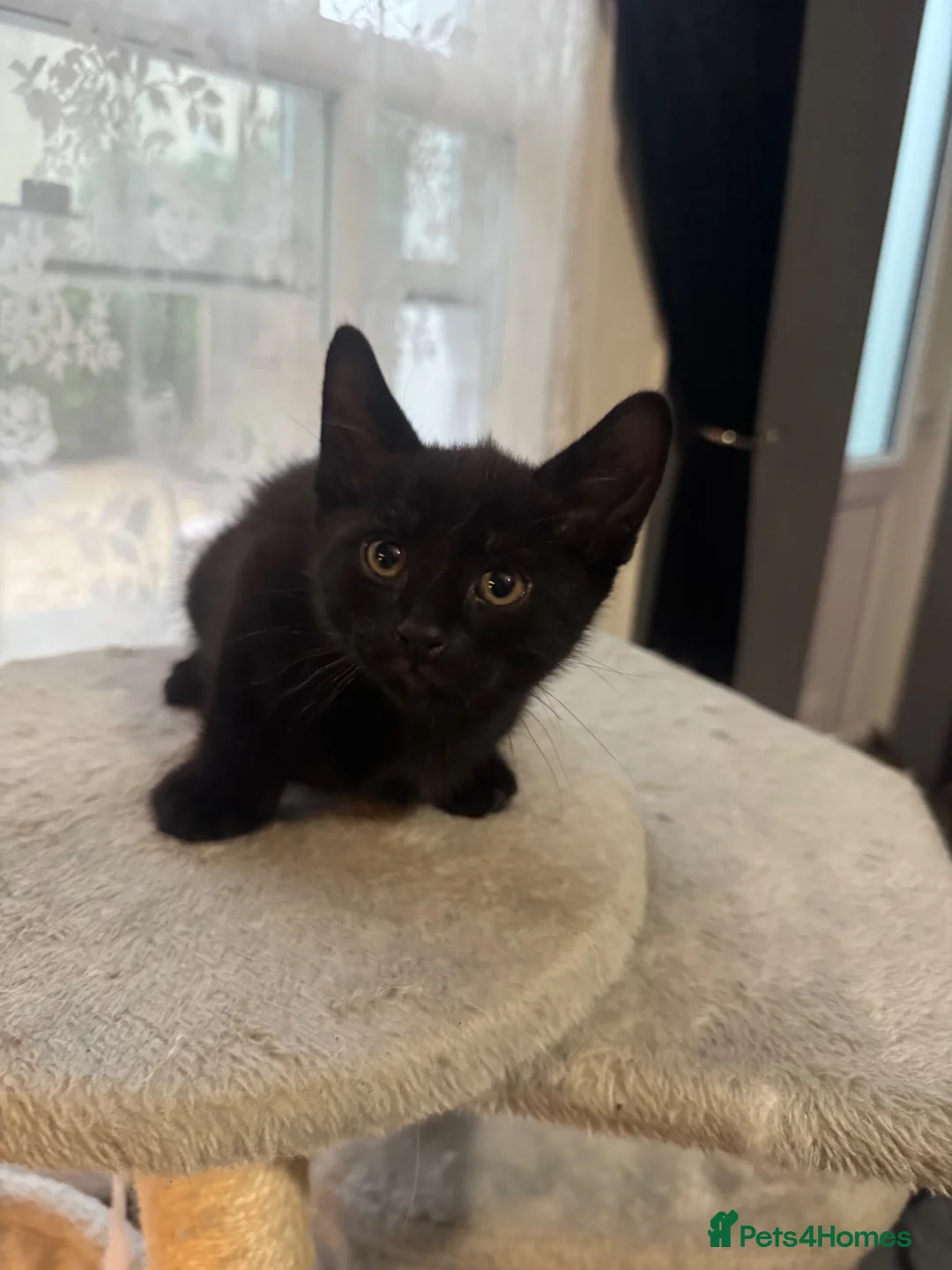 Mixed Breed cats for sale: 3 beautiful kittens for sale  - Advert 2