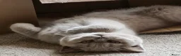 British Shorthair cats for sale: Adorable British Shorthair kittens    - Advert 4