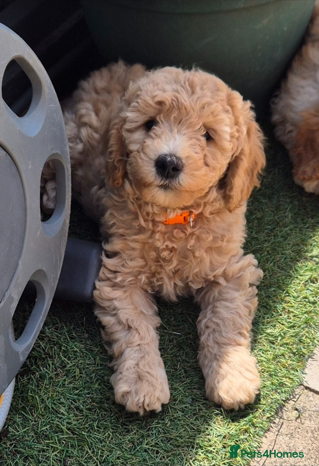 Labradoodle dogs Multi generation miniature Labradoodle - Advert 2