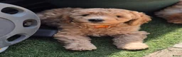 Labradoodle dogs for sale: Multi generation miniature Labradoodle - Advert 2