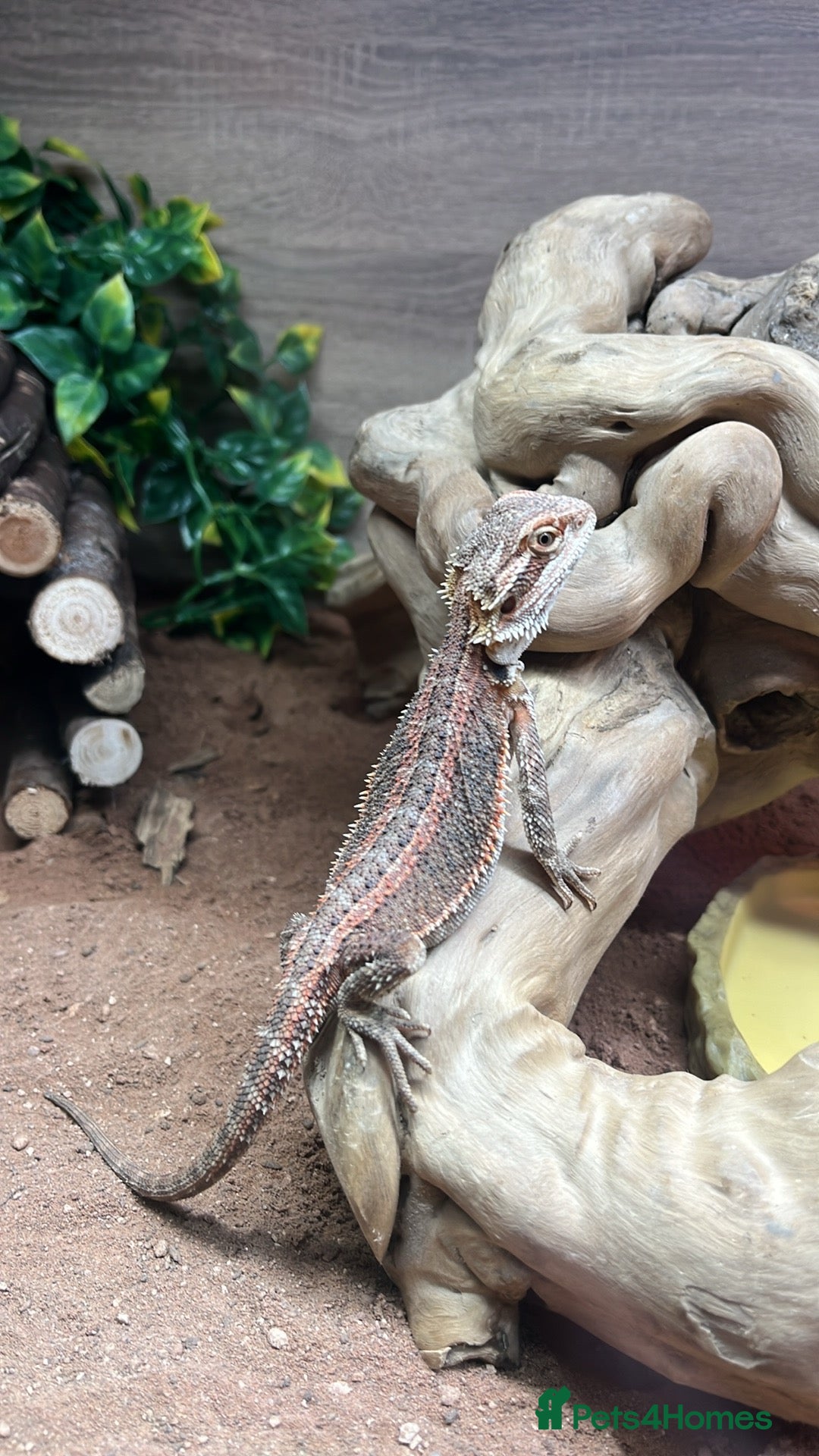 Bearded Dragon reptiles Bearded Dragon   - Advert 1