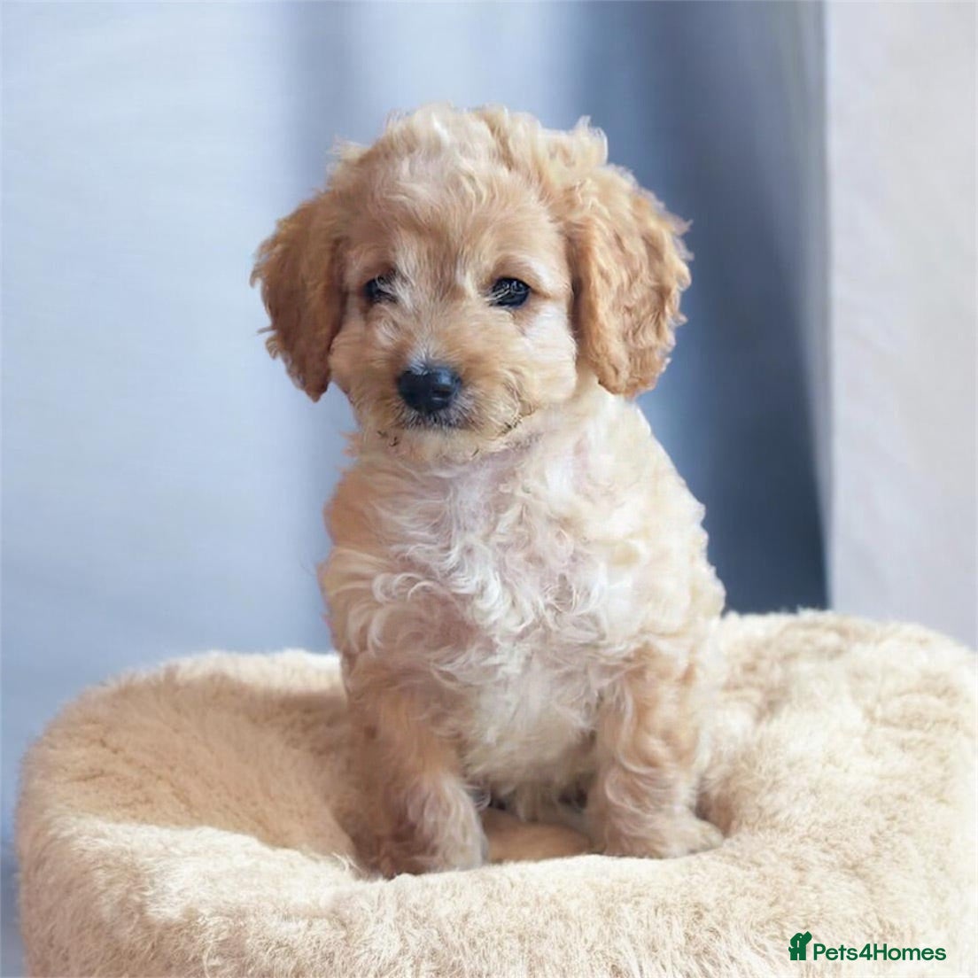 Cockapoo dogs STUNNING COCKAPOO’S 3/4 toy poodle 1/4 cocker  - Advert 1