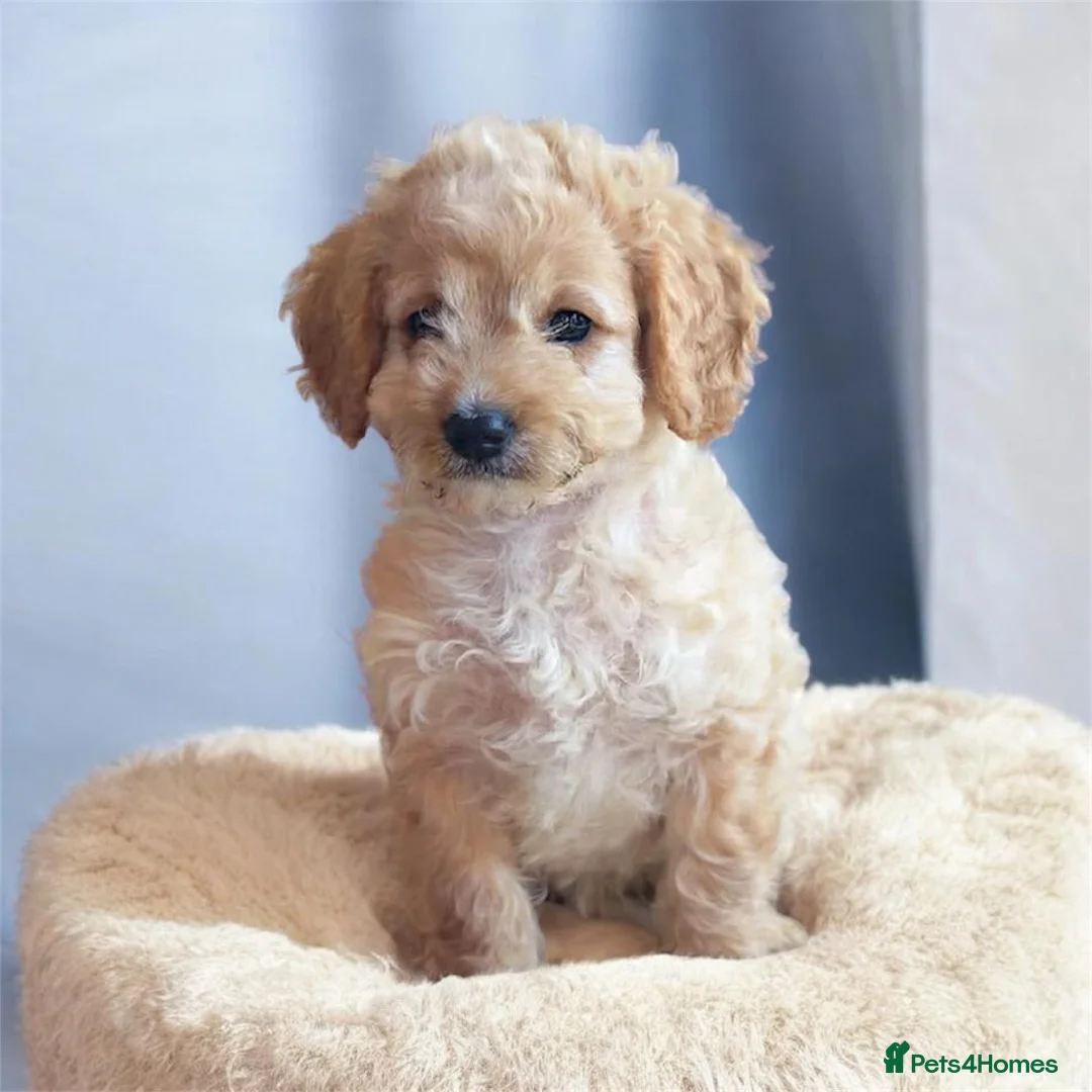 Cockapoo dogs for sale: 3/4 toy podle, 1/4 cocker Please read description  - Advert 1