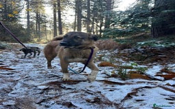 Mixed Breed dogs for adoption: Levi - Norwich Norfolk  - Image 34