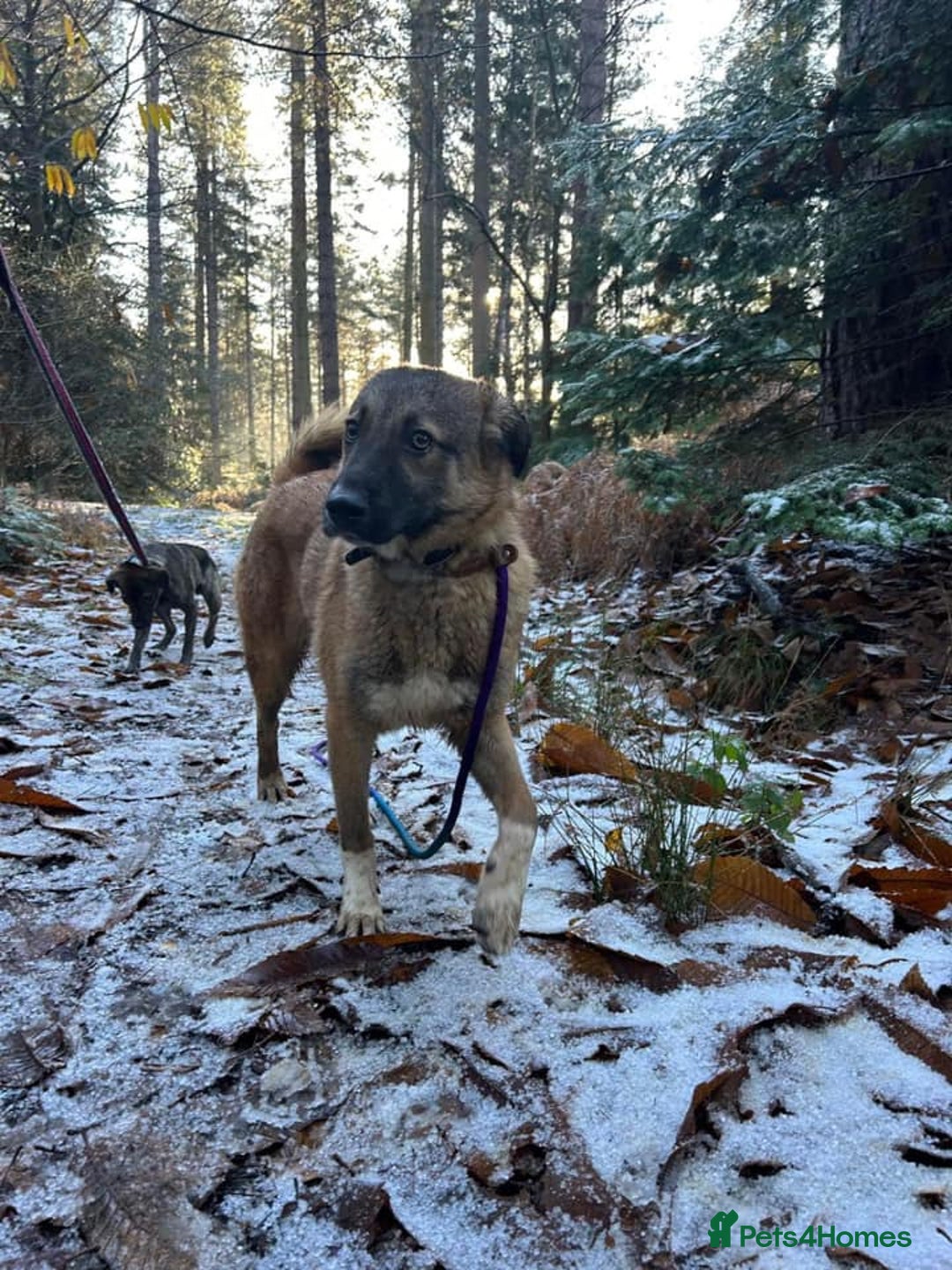 Mixed Breed dogs for adoption: Levi - Norwich Norfolk  - Image 34