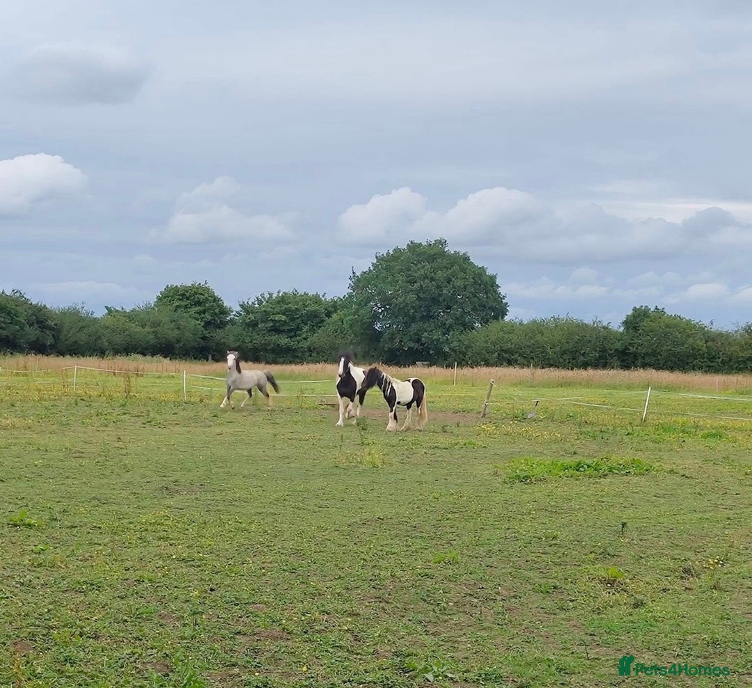 Irish Cob horses for sale: 14.2 5 year old mare in Stamford - Advert 9