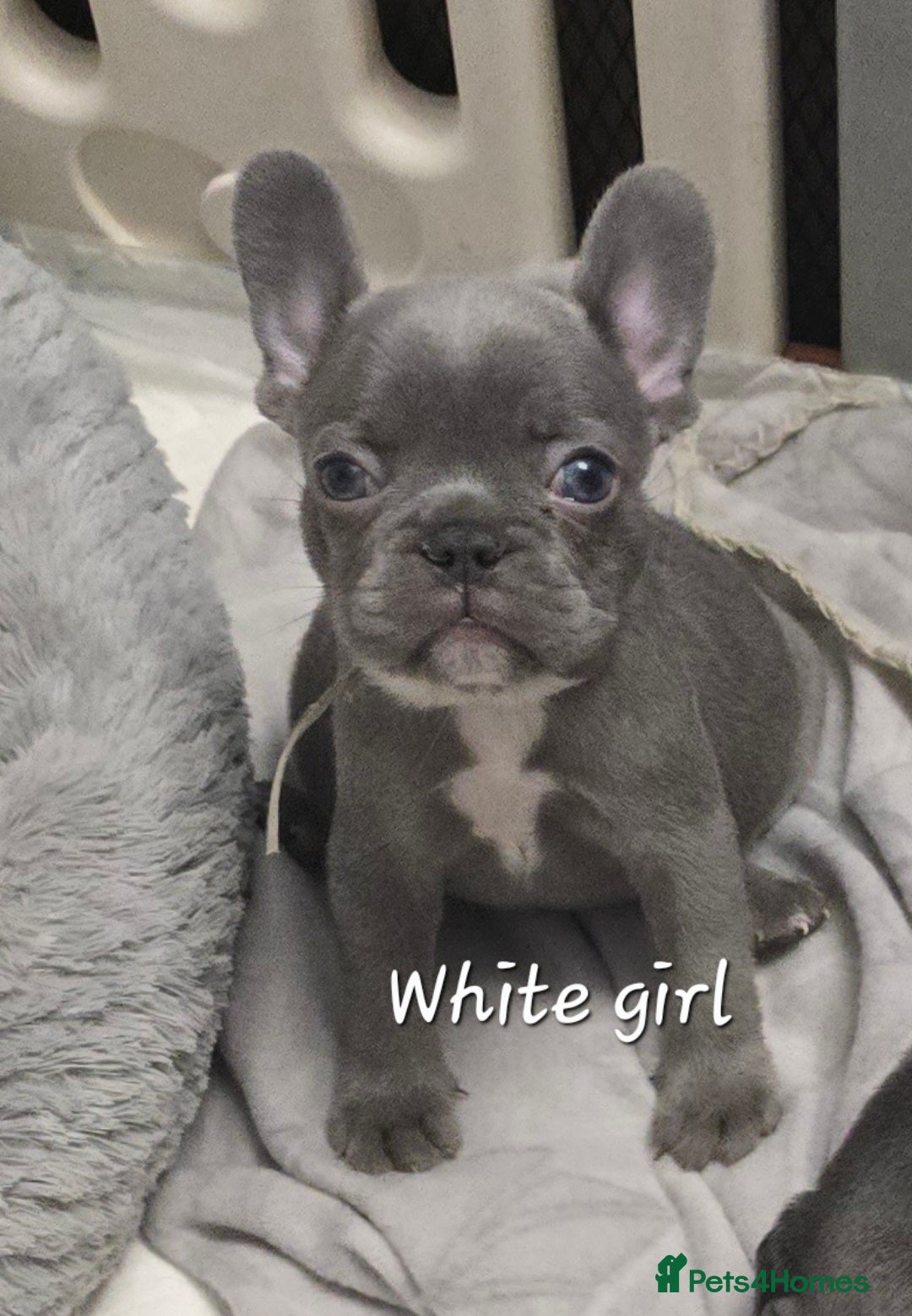 French Bulldog dogs for sale: Beautiful French bulldog puppies - Image 24