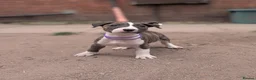 English Bull Terrier dogs for sale: Working and Sporting English Bull Terriers  - Advert 12