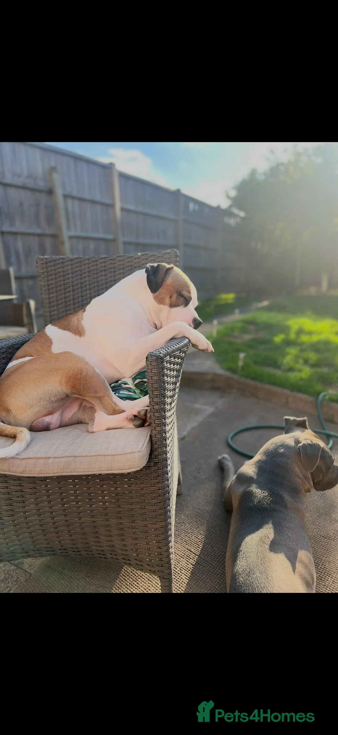 American Bully dogs for sale: American bully classic puppies for sale  - Advert 6