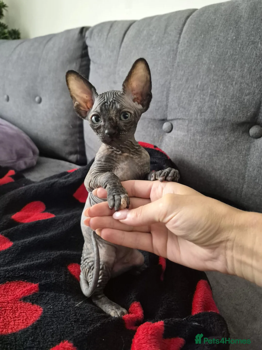 Sphynx cats for sale: Canadian sphynx kittens looking for home in Oldbury - Advert 10