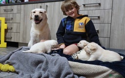 Labrador Retriever dogs for sale: KC, Champion Pedigree ,Extensively Health Tested - Image 2