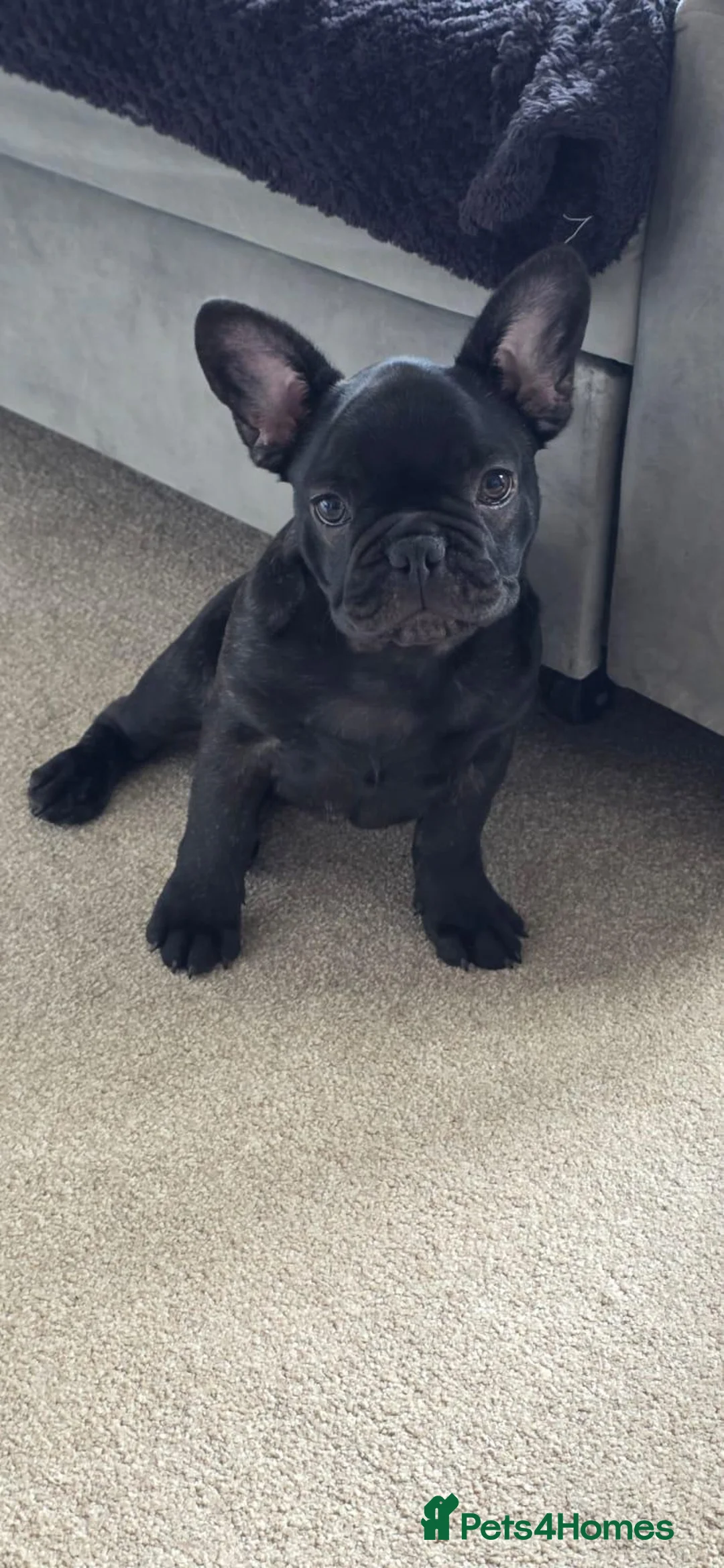 French Bulldog dogs for sale: Daisy and Rolf - Advert 2