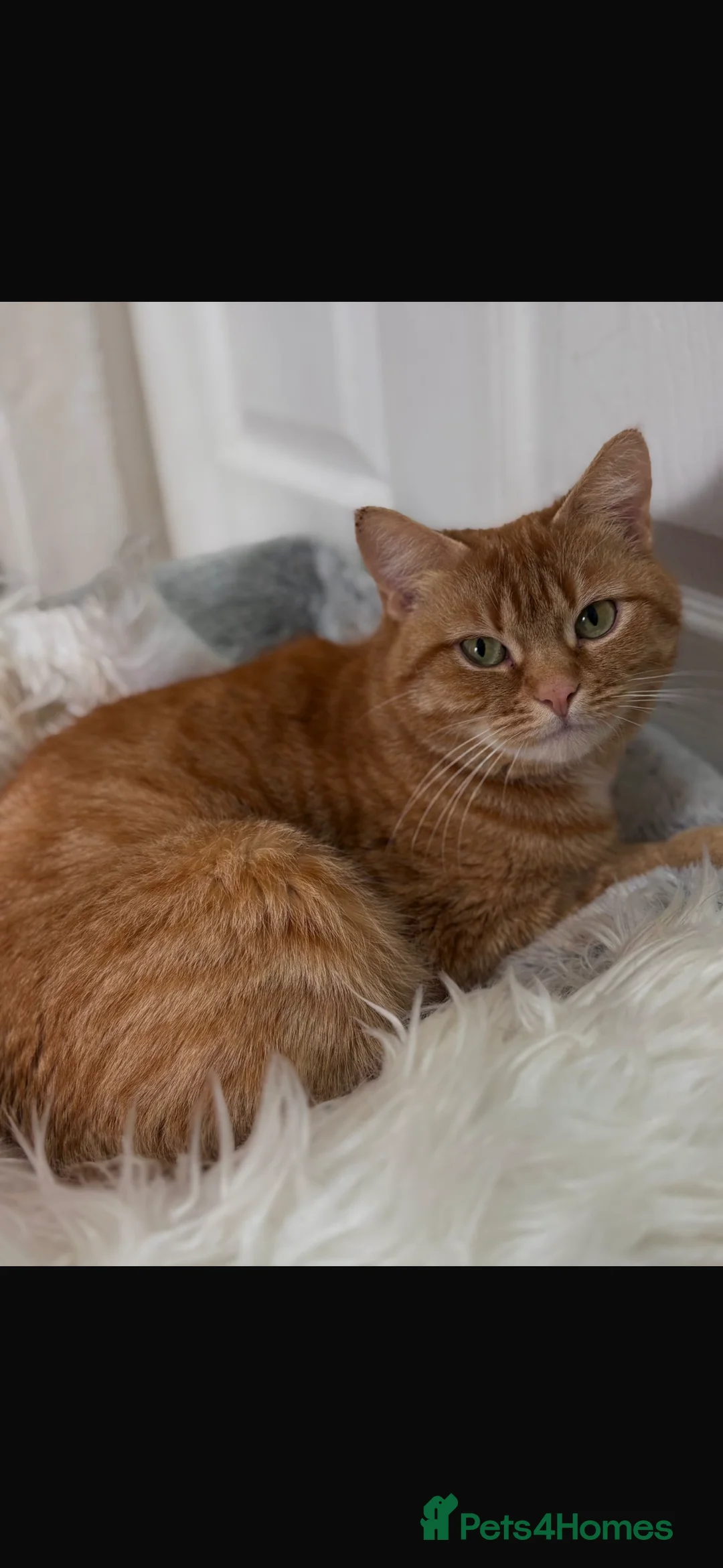 Mixed Breed cats for sale: Cat for sale - Advert 2