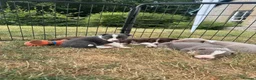Border Collie dogs for sale: Beautiful Border Collie Puppies  - Advert 3