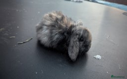 Mini Lop rabbits for sale: Cute mini lops - Image 2