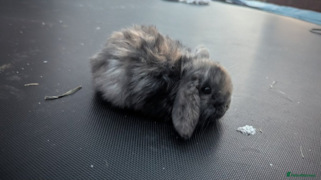 Mini Lop rabbits for sale: Cute mini lops - Image 2