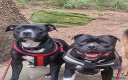 Staffordshire Bull Terrier dogs for sale: Are You Ready To Meet Your New Bestfriend? 🐾 - Image 18