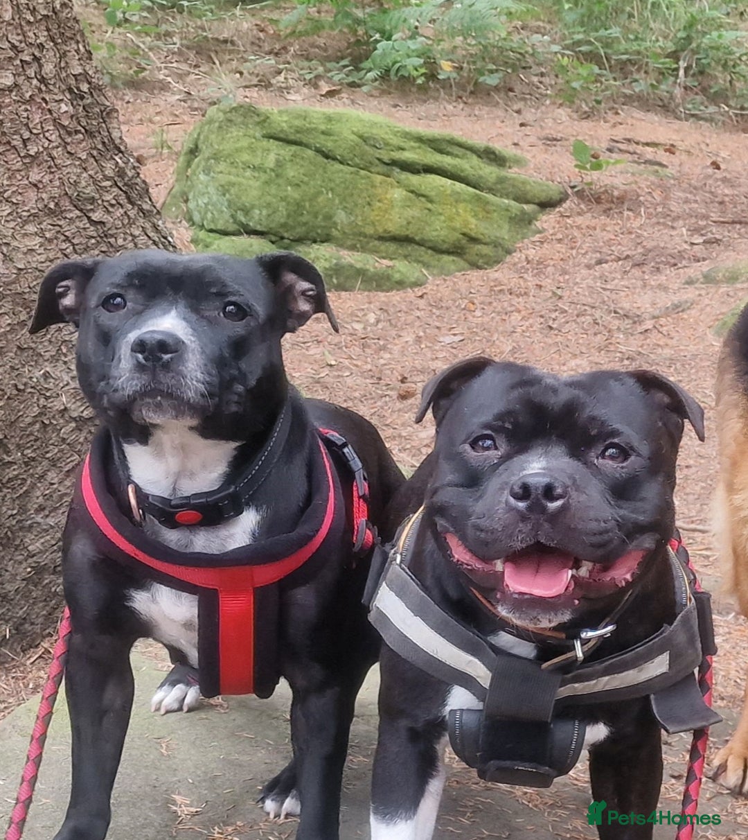 Staffordshire Bull Terrier dogs for sale: Are You Ready To Meet Your New Bestfriend? 🐾 - Image 18