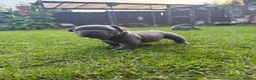 French Bulldog dogs for sale: Confident and Cute French Bulldog Puppies   - Advert 4