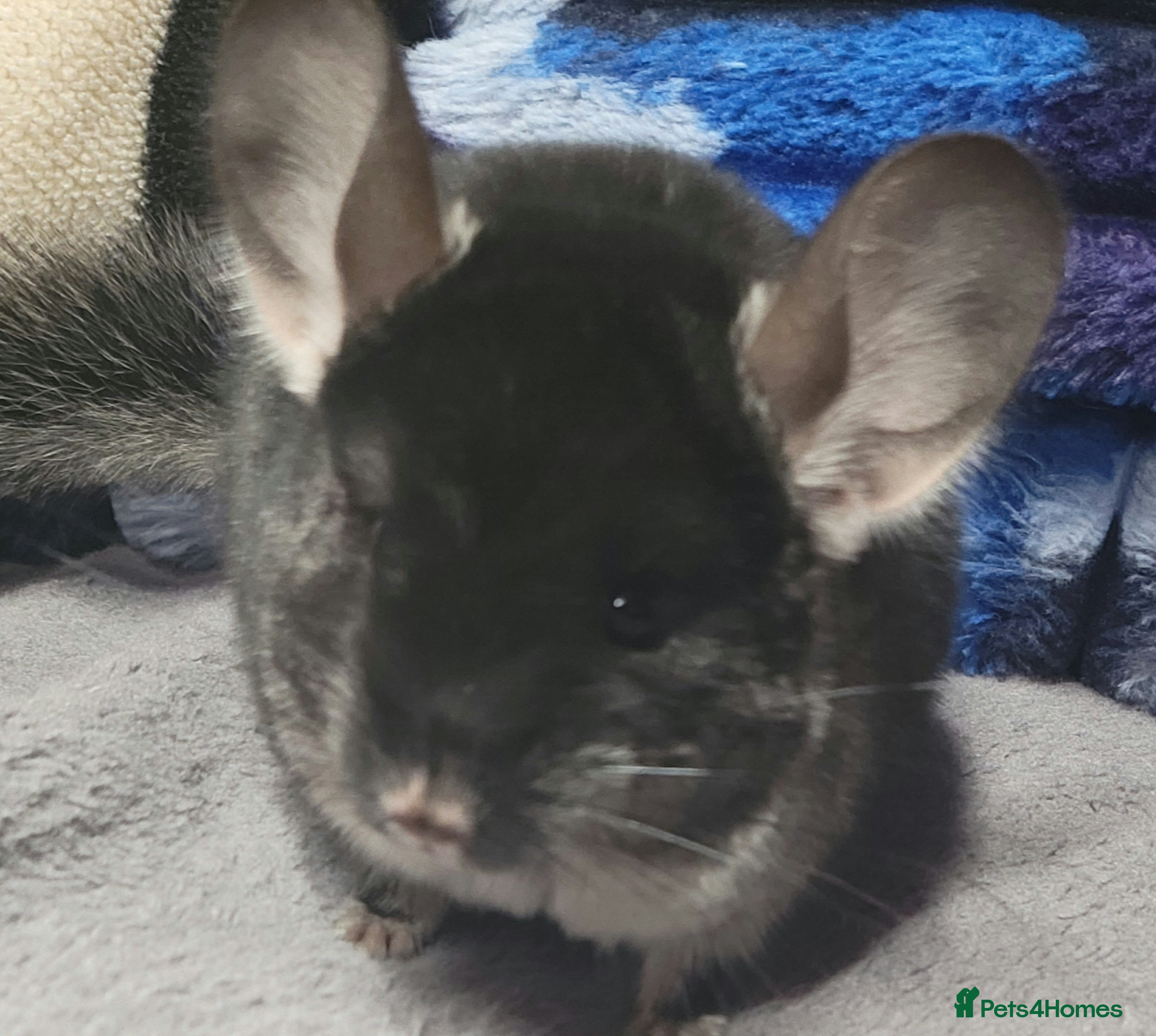 Chinchilla rodents Baby female chinchillas - Advert 2