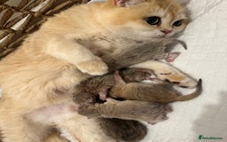 British Shorthair cats for sale: Gorgeous Golden Shaded girl - Image 9
