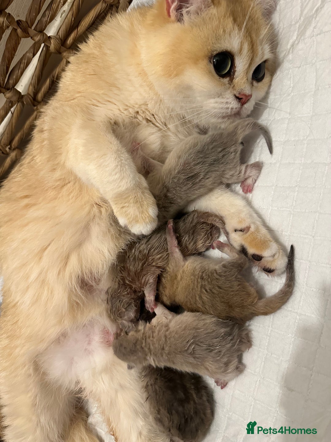 British Shorthair cats for sale: Gorgeous Golden Shaded girl - Image 9