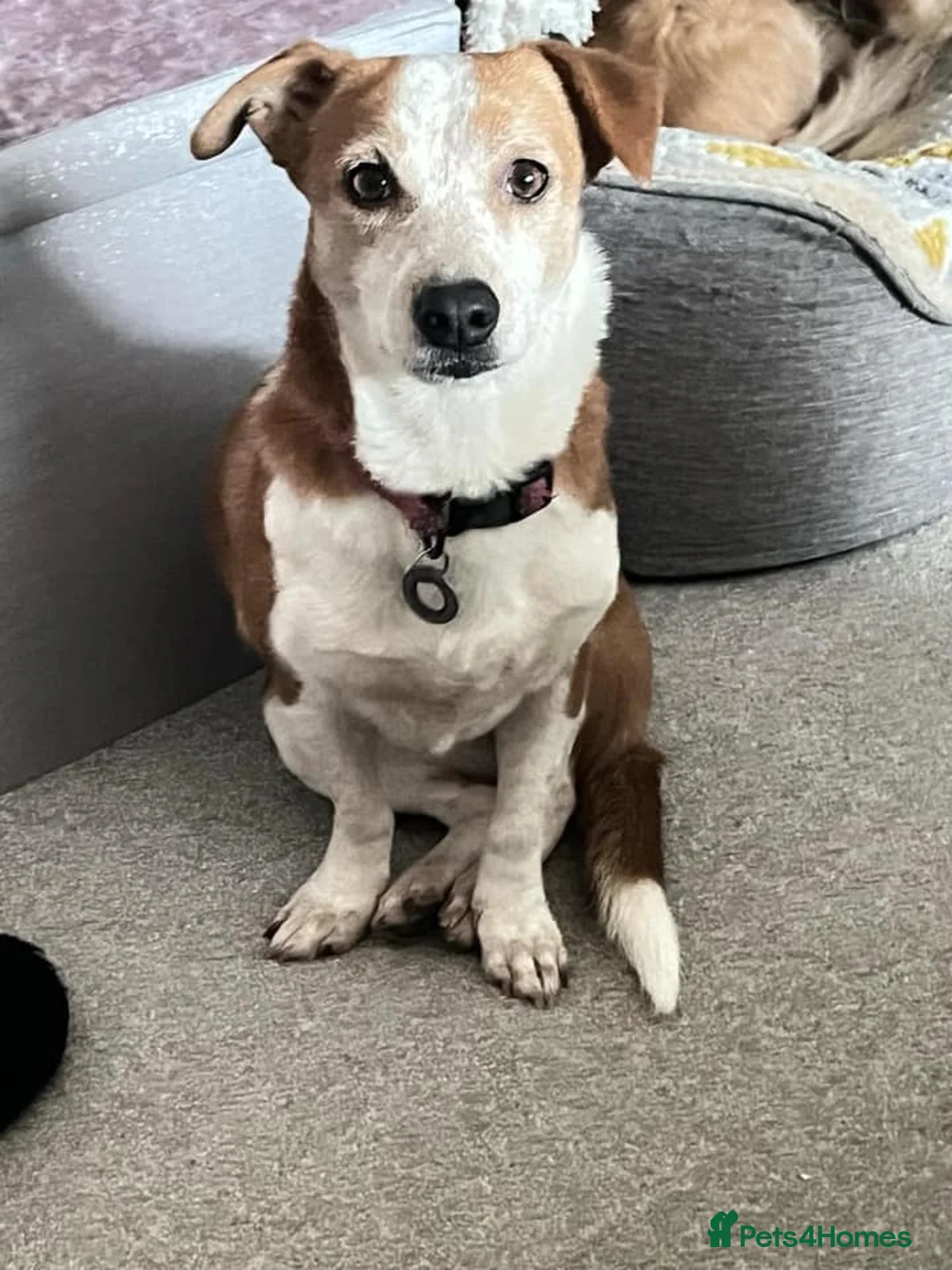 Mixed Breed dogs for adoption: Tessa - Poringland Norfolk  in Norwich - Advert 6