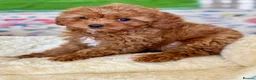 Cavapoo dogs for sale: Outstanding F1 Toy’s - Health Tested - KC parents - Advert 8