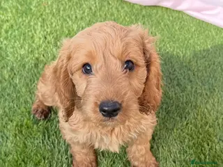 Cockapoo dogs Adorable litter of F1 Cockapoo puppies - Advert 16