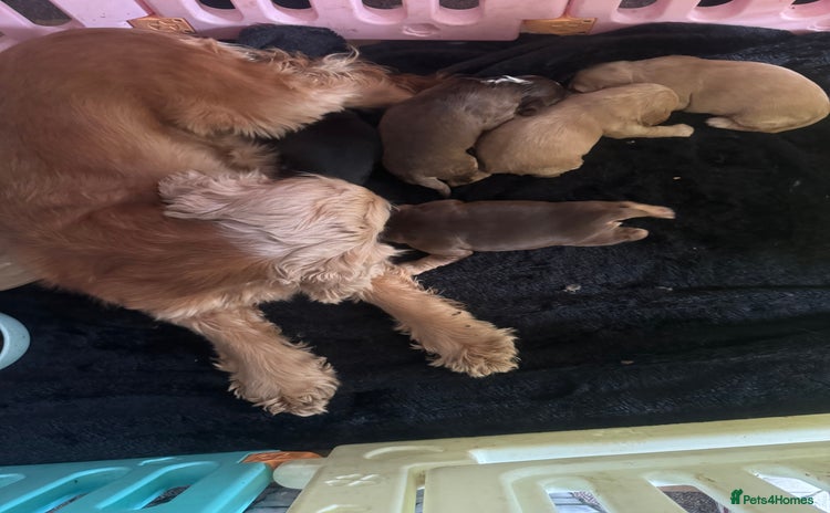 Cocker Spaniel dogs - Advert 2