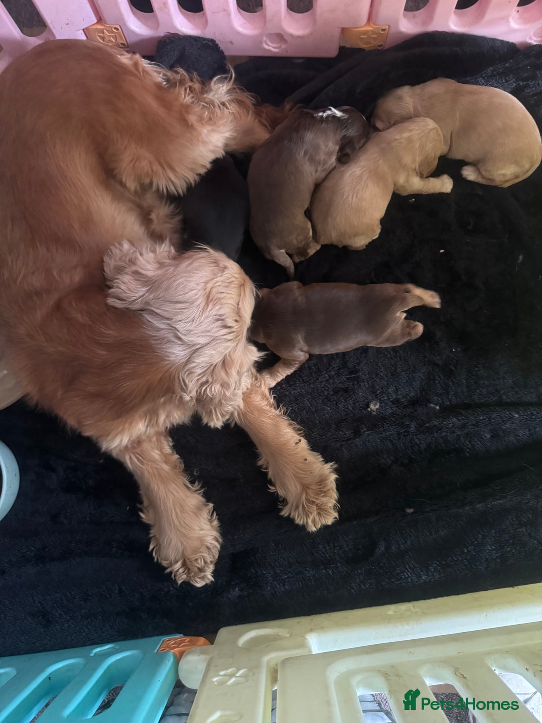 Cocker Spaniel dogs for sale: (3 left) Show type cocker spaniel puppies - Image 1