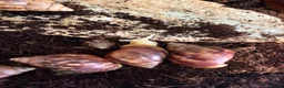 Snails invertebrates for sale: Giant African albino land snails  - Advert 4