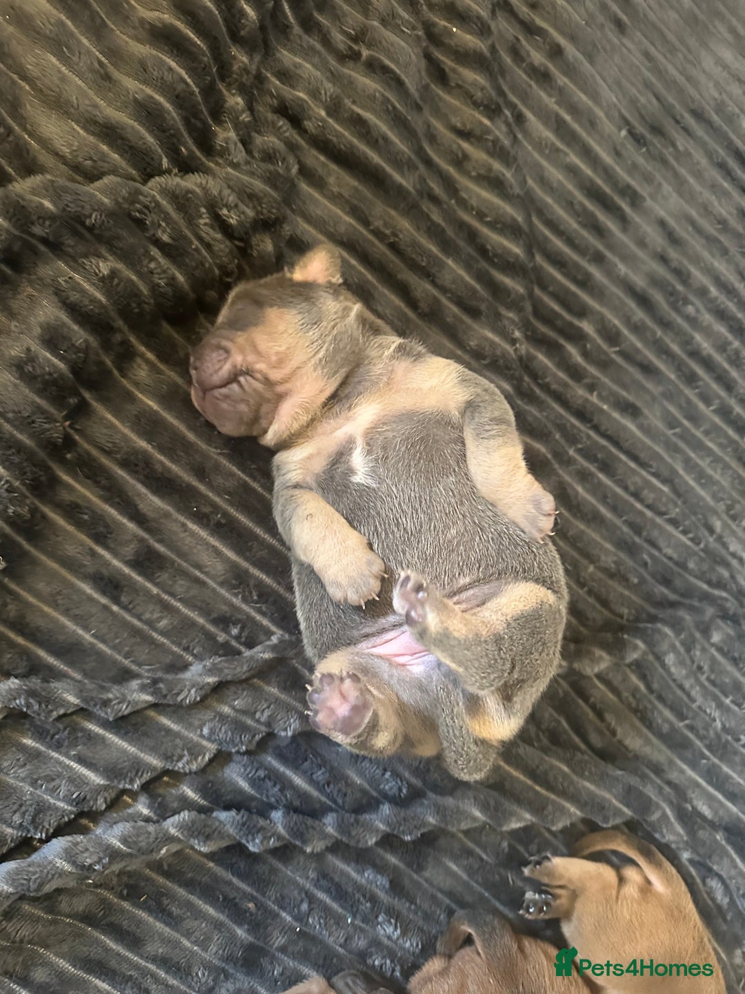 Mixed Breed dogs for sale: French bulldog X English bulldog  - Image 11