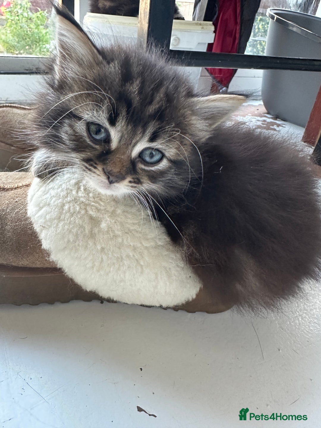Mixed Breed cats for sale: Ragdoll Cross Kittens, 2 boys 1 girl - Advert 9