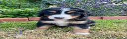 Bernese Mountain Dog dogs for sale: Bernese Mountain Dog Puppies - Advert 3