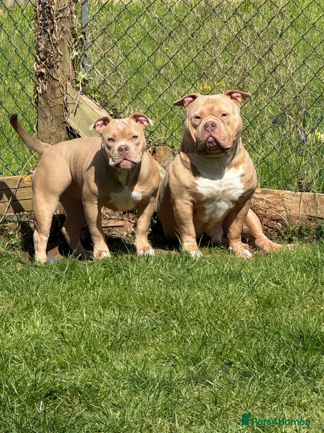 American Bully dogs for stud: POCKET BULLY ⭐️ STUD ONLY ⭐️ - Advert 9