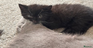 Mixed Breed cats - Advert 2