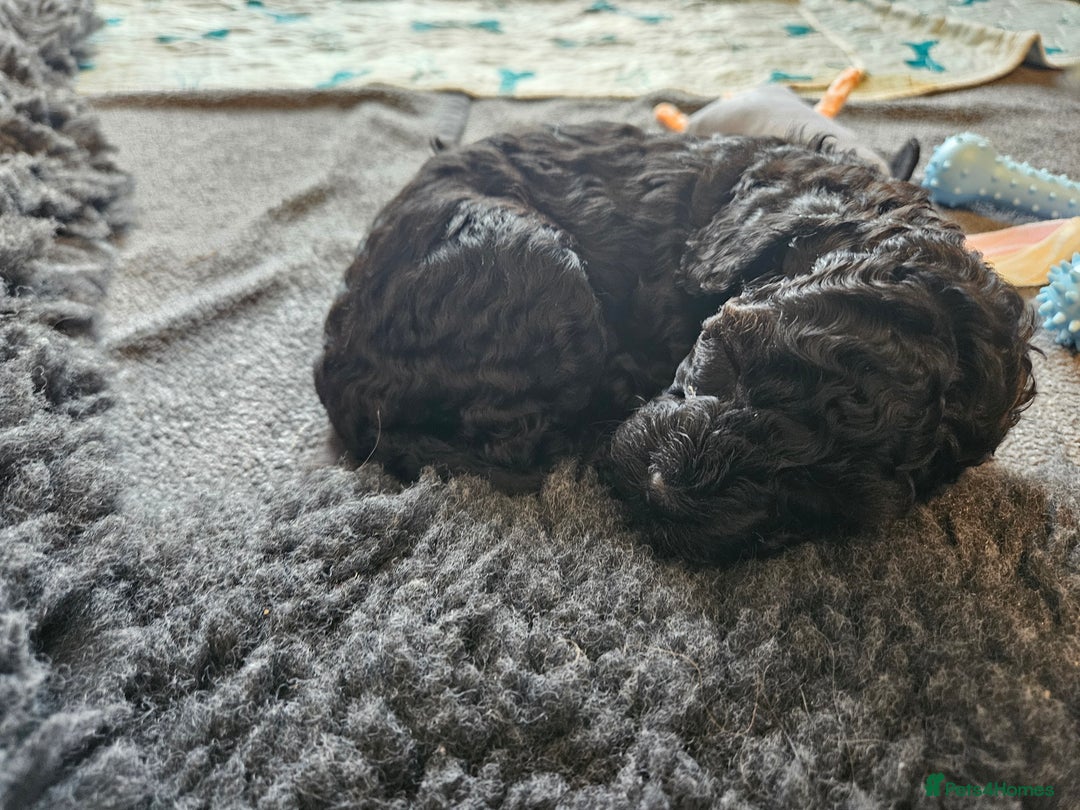 Miniature Poodle dogs for sale: Beautiful Health Tested Poodles - Advert 18