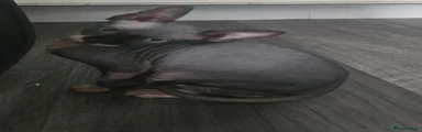 Sphynx 5