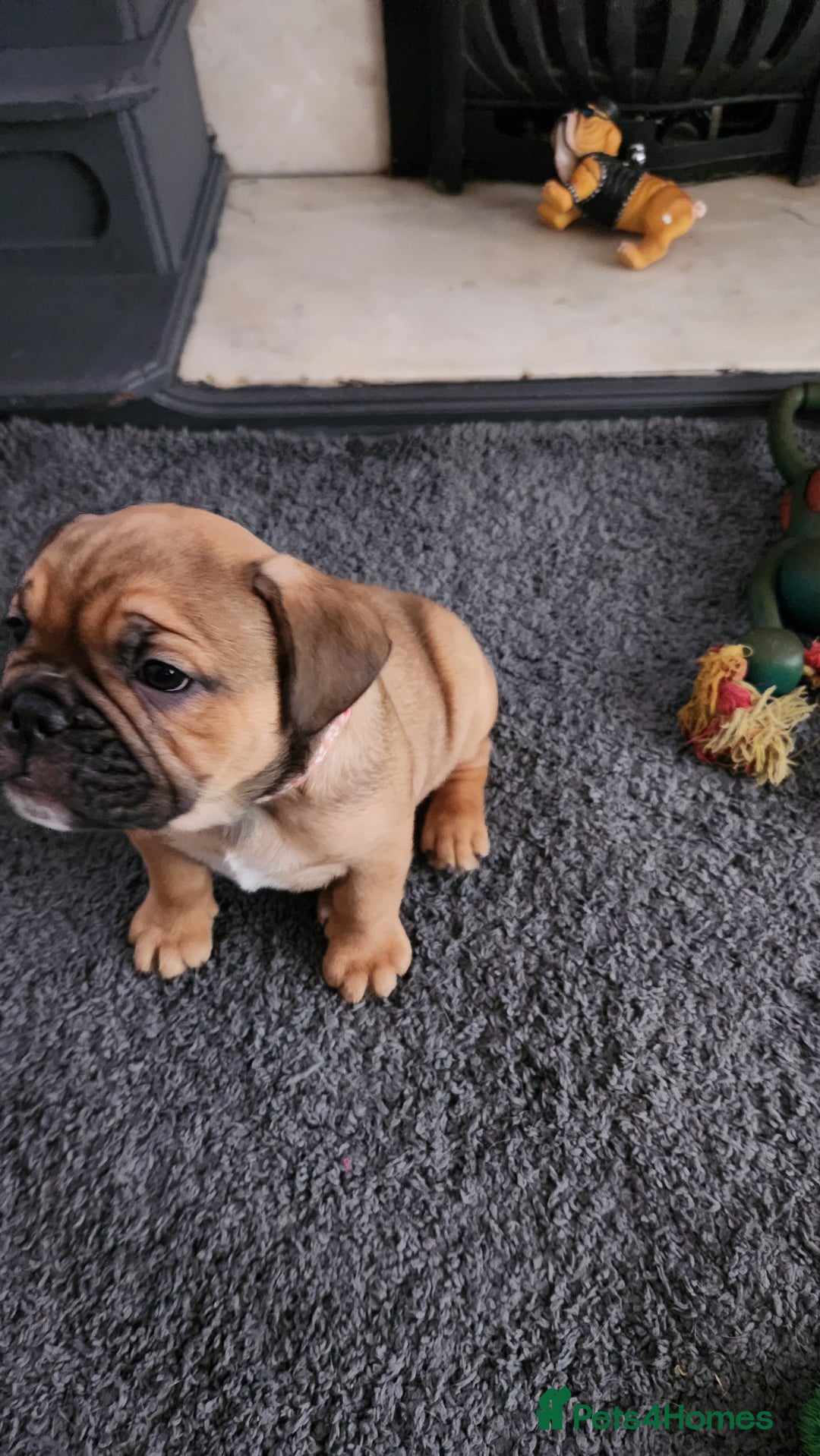 Mixed Breed dogs for sale: Minibulls/frenchlish puppies for sale  - Image 8