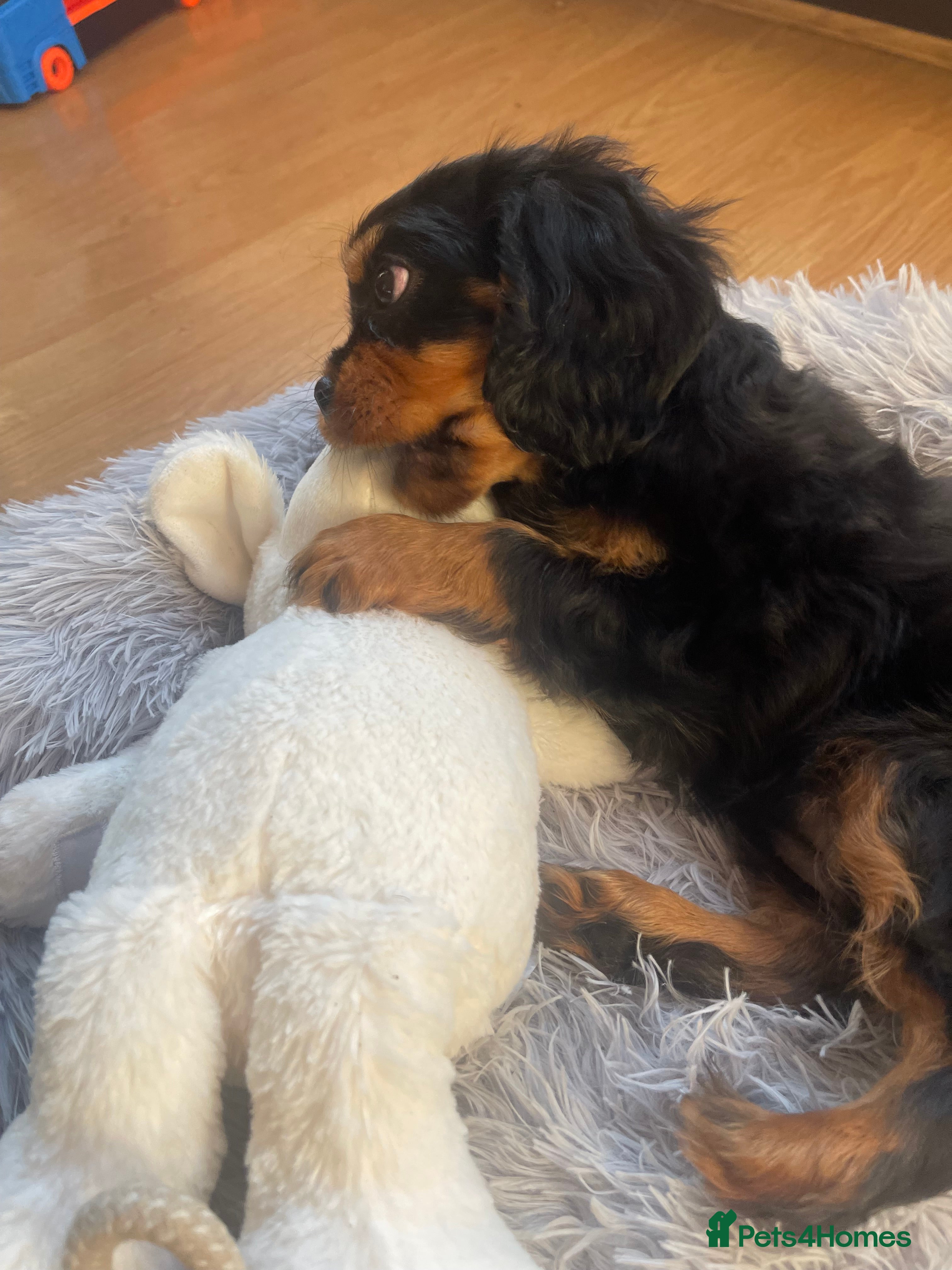 Cavalier King Charles Spaniel dogs Ready to leave Cavalier King Charles spaniels - Advert 5